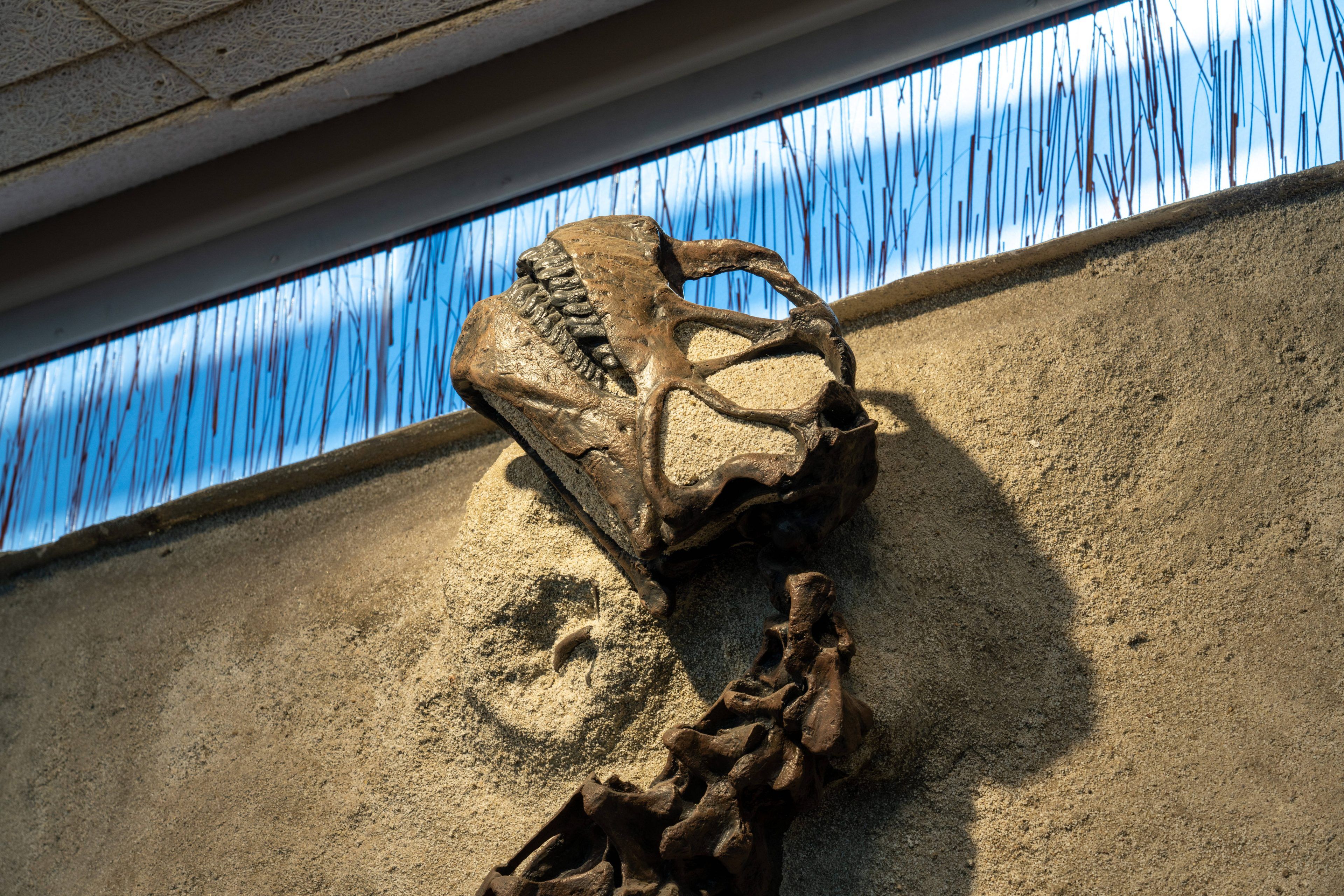 Im Bild: Ein Camarasaurus-Schädel im National Monument in Utah im Jahr 2023.