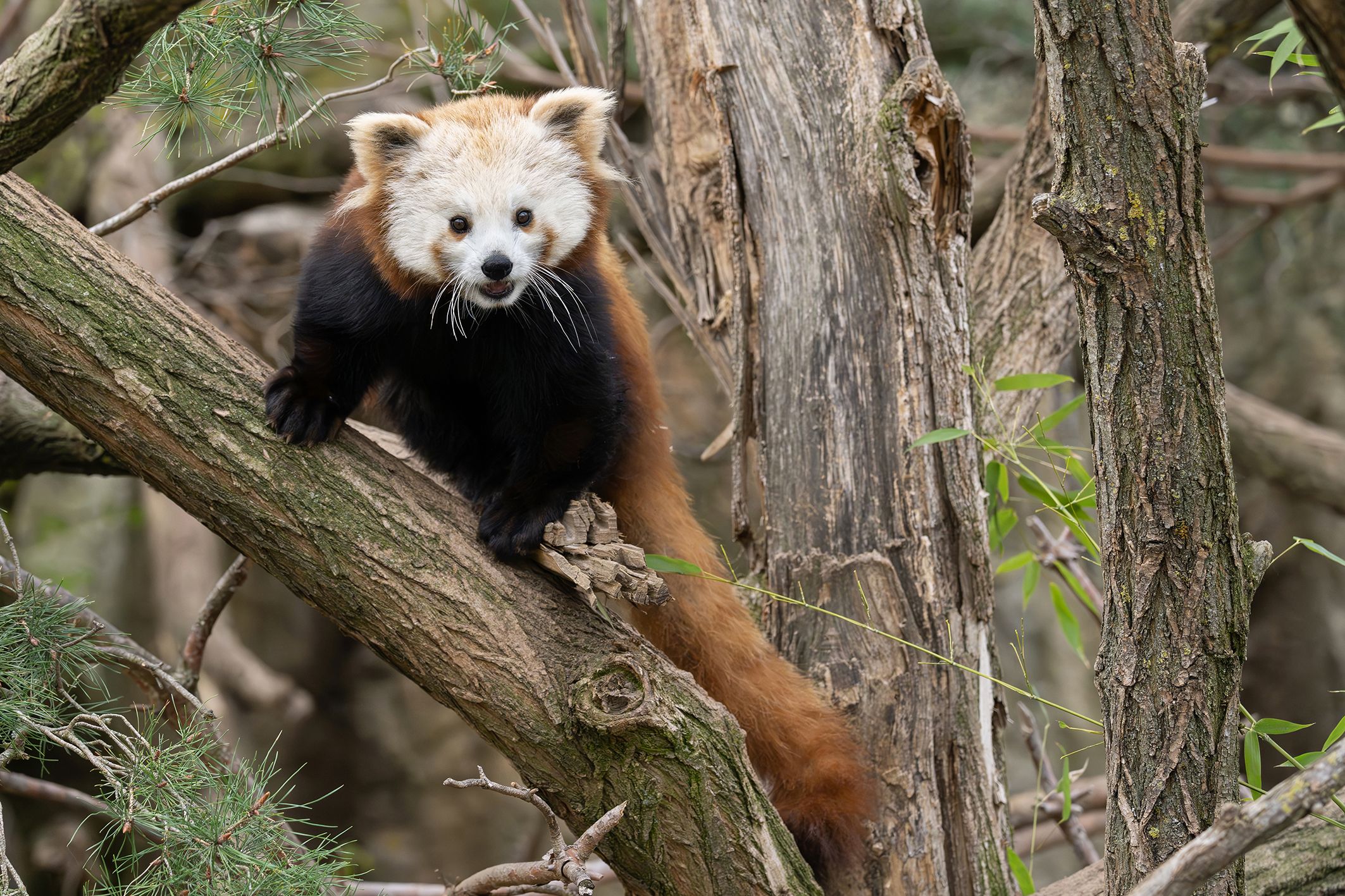 Das junge Rote Panda-Weibchen hat sich in Schönbrunn rasch eingelebt.