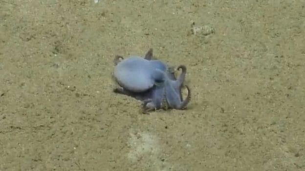 Der Oktopus ist gerade mal so groß wie ein Golfball