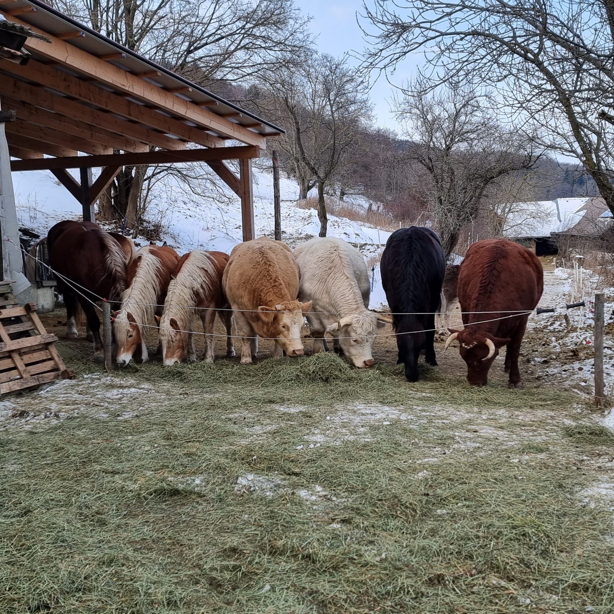 www.tierschutzverein-lebenlassen.com