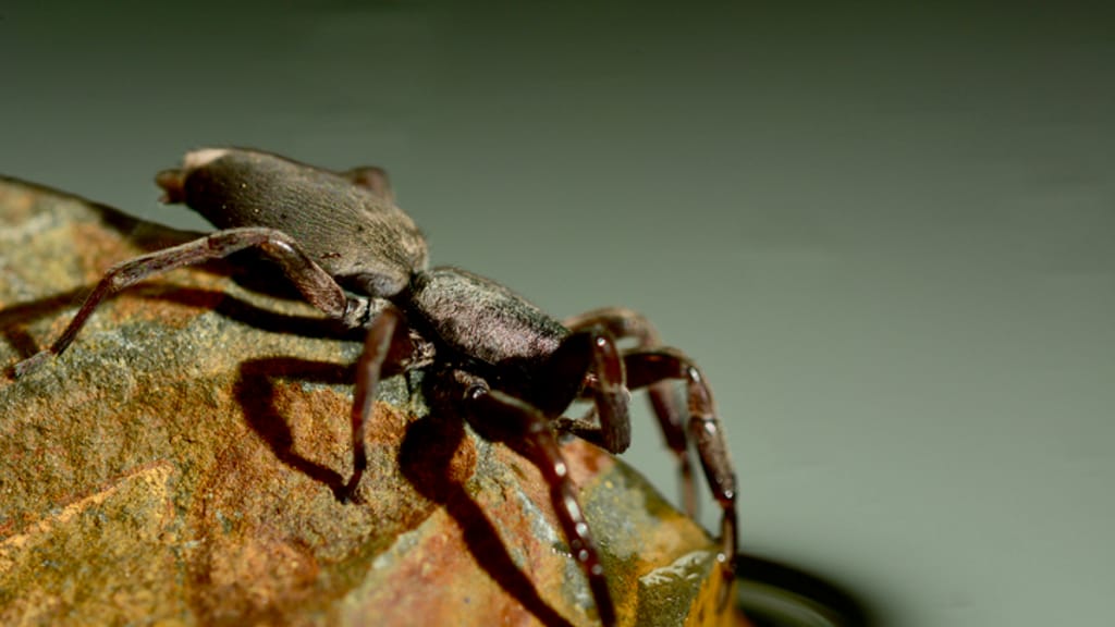 Biss einer kleinen Spinne: Hausfrau (29) muss Fuß amputiert werden - news - exxpress Nachrichten