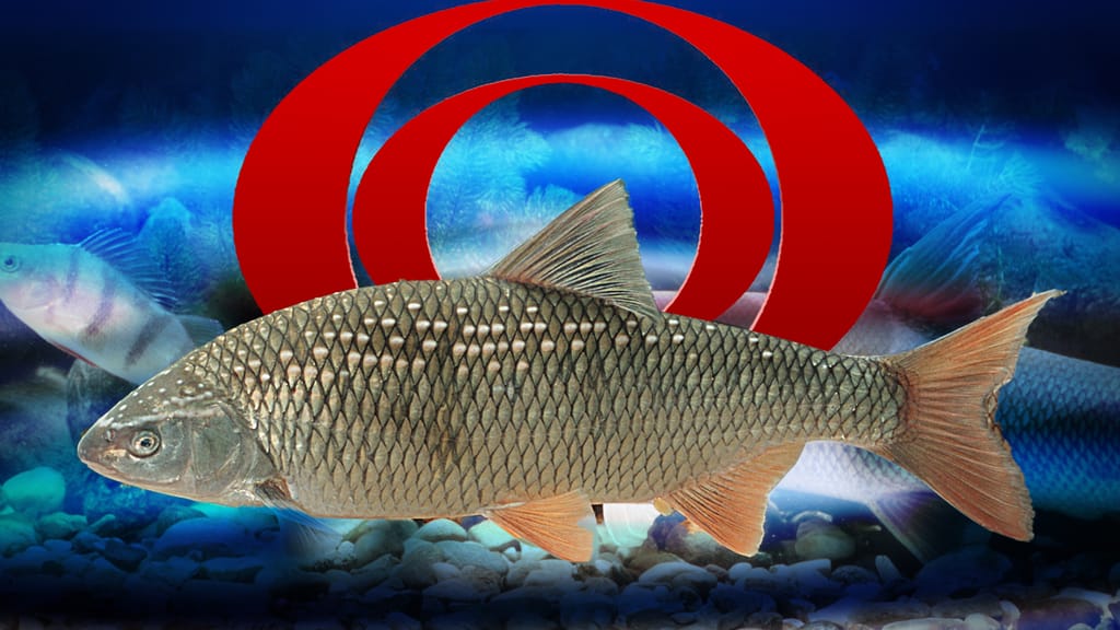 Nächste peinliche Panne: ORF lässt geschützten Fisch braten - news - exxpress Nachrichten