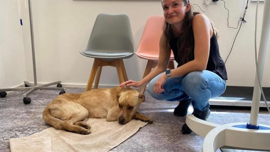 Das Wunder um Hund Rudi: Nach 27 Tagen in Salzburger Tiefgarage gefunden - news - exxpress Nachrichten