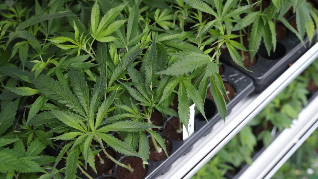 Kiffende Deutsche organisieren sich in Cannabis-Vereinen – das ist nun legal - news - exxpress Nachrichten