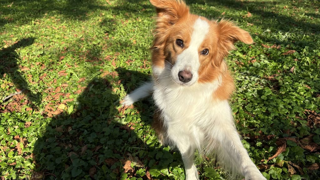 Pfote geben leicht gemacht: Schritt-für-Schritt zum beliebten Hundetrick - lifestyle - exxpress Nachrichten