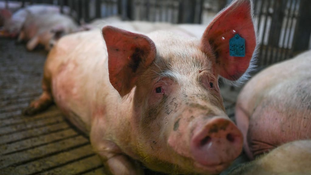 VGT-Protest: Aktivisten stürmen Schweinemastbetrieb in NÖ – Kritik an Tierleid und Vollspaltenböden - news - exxpress Nach...