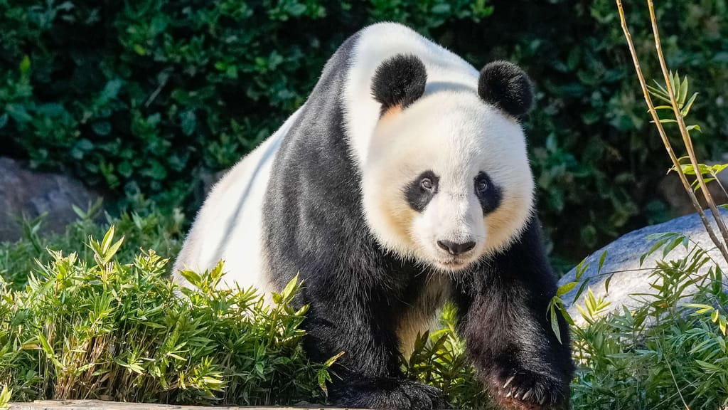 Neue Entdeckung: Forscher finden Überreste von Ur-Panda - news - exxpress Nachrichten
