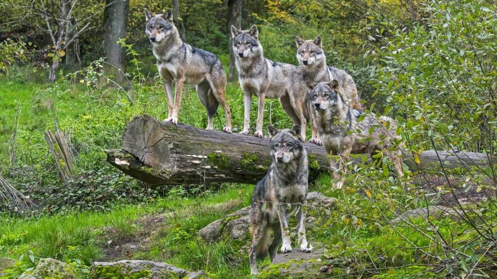 Wolfsverordnung wird verschärft: "Der Wolf bedroht das Sicherheitsgefühl der Menschen" - politik - exxpress Nachrichten