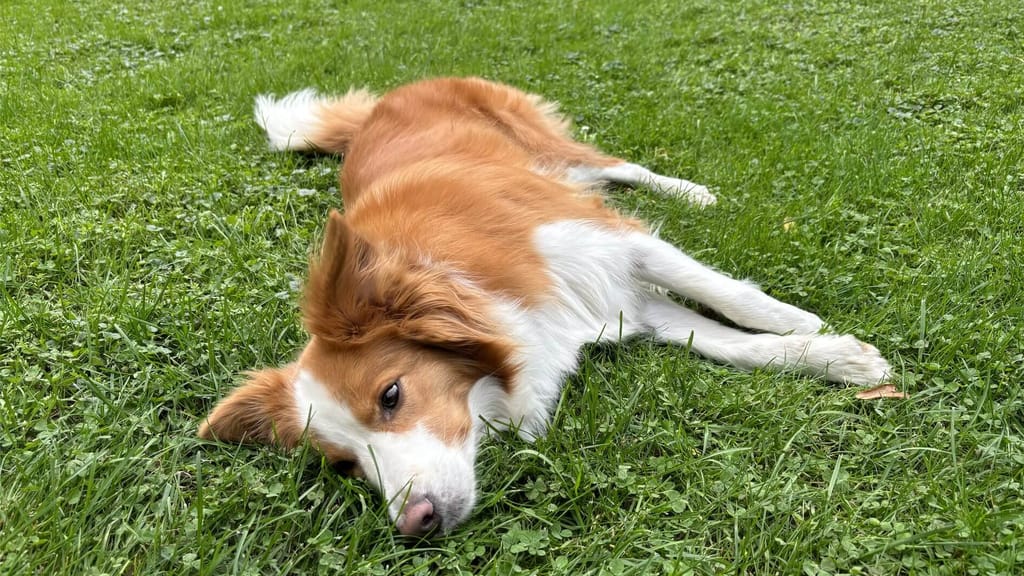 Hundetrick „Toter Hund“ (oder „Peng“) Schritt-für-Schritt Anleitung zum beliebten Kunststück - lifestyle - exxpress Nachri...
