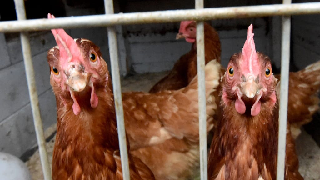 Amstetten: Geflügelbetrieb von Vogelgrippe betroffen, Tiere werden getötet - news - exxpress Nachrichten