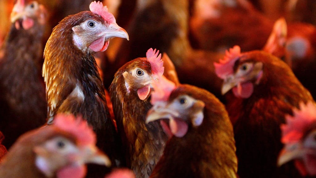 Vogelgrippe in Amstetten: Neuer Ausbruch in Betrieb mit 29.000 Legehennen - news - exxpress Nachrichten