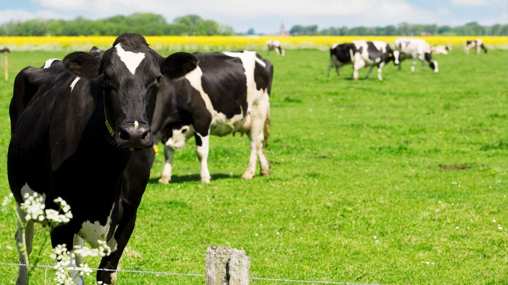Kühe sollen nicht mehr pupsen! Milch-Konzern testet Anti-Furz-Futter wegen Klimawandel - news - exxpress Nachrichten