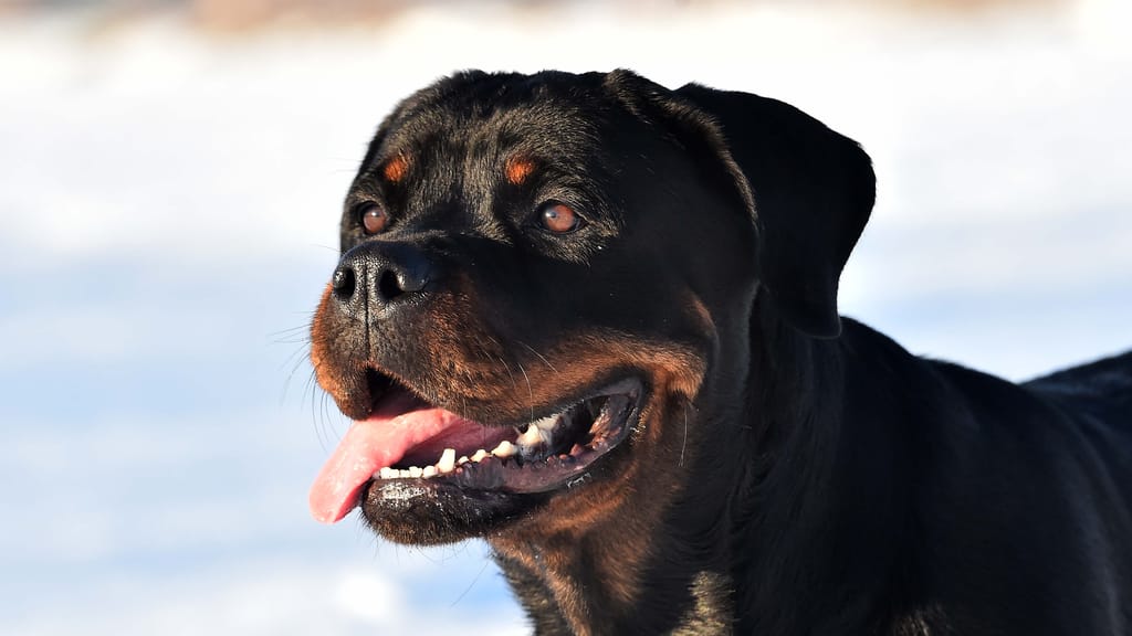 Schwer verletzt: Rottweiler fiel Sechsjährige im Mühlviertel an - news - exxpress Nachrichten
