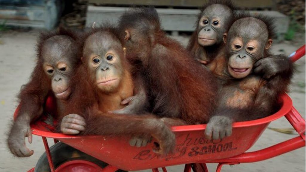 Orang-Utans auf Klassenfahrt: Affen-Rettungsstation zieht für den Dschungelunterricht um - news - exxpress Nachrichten