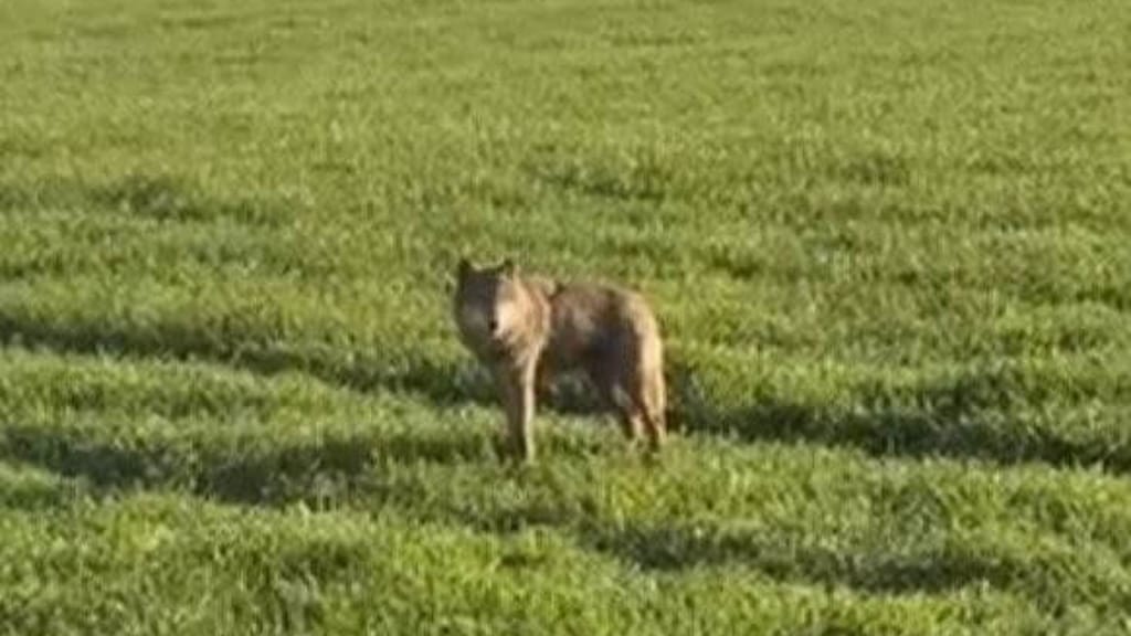 Aufregung in NÖ: Wolf läuft durch Siedlungsgebiet – Sichtungen nehmen zu - news - exxpress Nachrichten