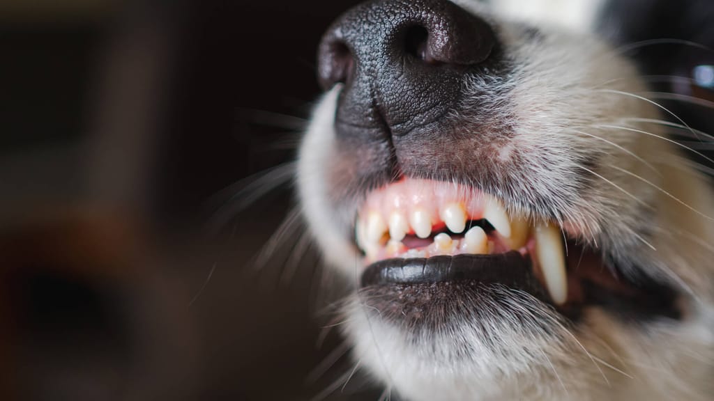 Hund beißt Kleinkind ins Gesicht - news - exxpress Nachrichten