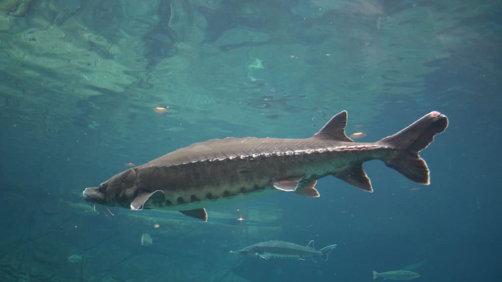 Forscherwelt in Aufruhr: Ausgestorbener Monsterfisch in deutschem See entdeckt - news - exxpress Nachrichten