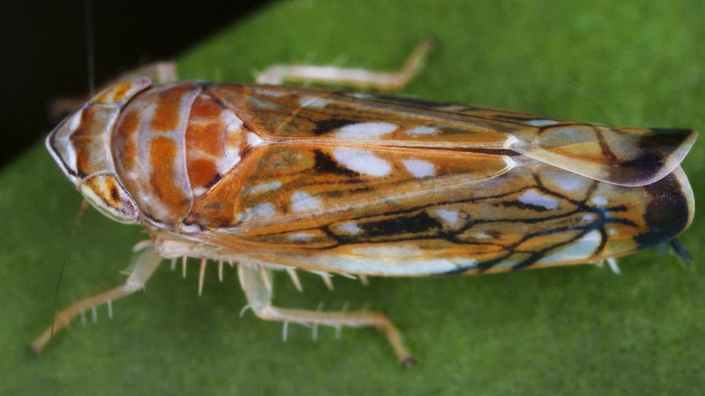 Gefahr für den heimischen Weinbau: Rebzikade breitet sich aus - news - exxpress Nachrichten