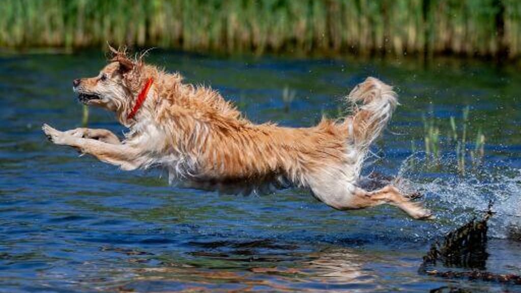 So bringen Sie Ihren Hund gut durch die Hitzewelle - lifestyle - exxpress Nachrichten