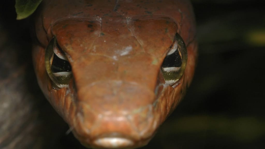 Schlangen-Schock in Marchtrenk: Reptil versteckt sich in Spielzeugbagger! - news - exxpress Nachrichten