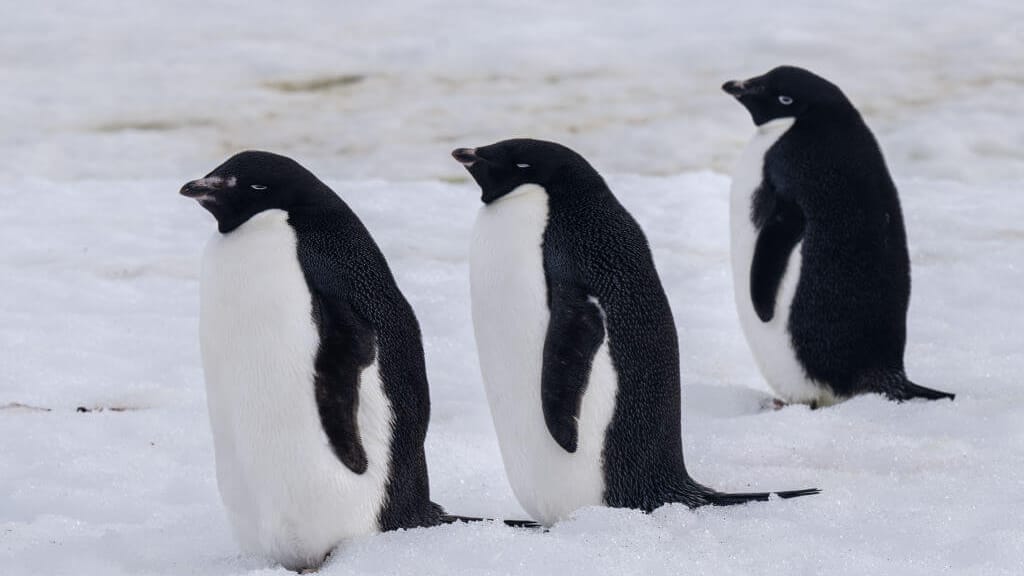 ORF-Bericht über Klima: Pinguin-Kot als Umwelt-Retter? - news - exxpress Nachrichten