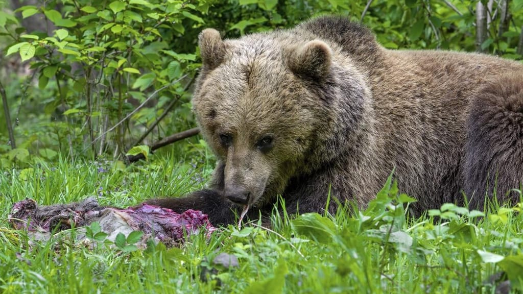 Killerbärin im Schwarzwald angekommen – Gehege streng bewacht - news - exxpress Nachrichten