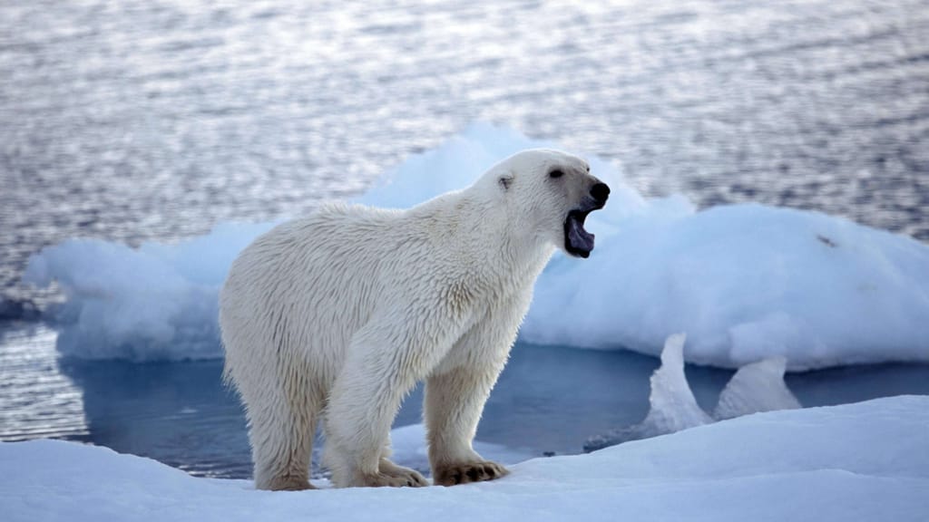Angriff verhindernt, Eisbär erschossen: Drama in der Arktis - news - exxpress Nachrichten