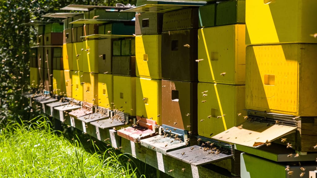 Gefälschter Honig in Supermärkten: Imker schlagen Alarm - news - exxpress Nachrichten