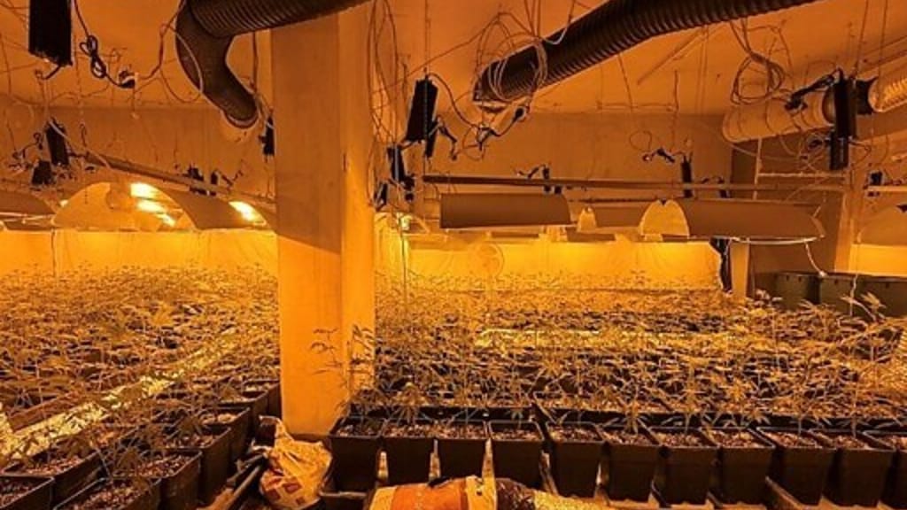Wien-Floridsdorf: Marihuana-Mega-Plantage aufgeflogen - news - exxpress Nachrichten
