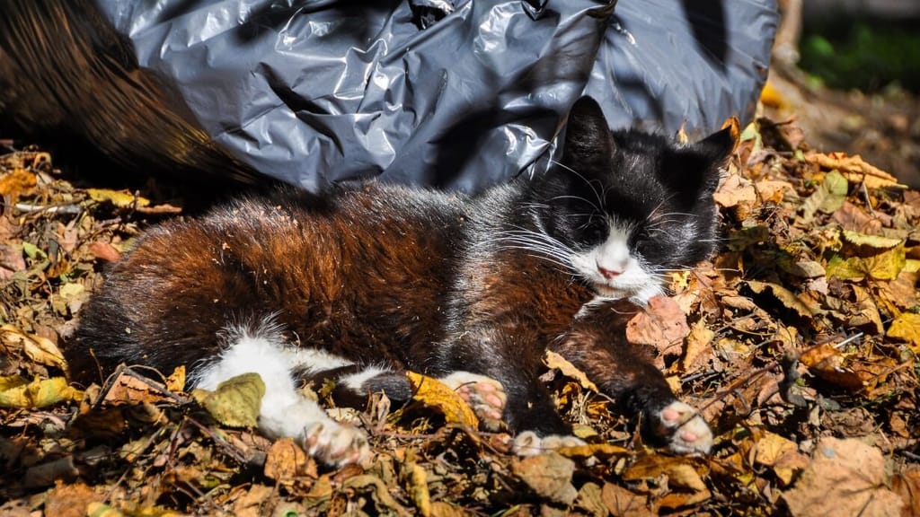 Grausame Tat: Katzen in Müllsäcken entsorgt - news - exxpress Nachrichten