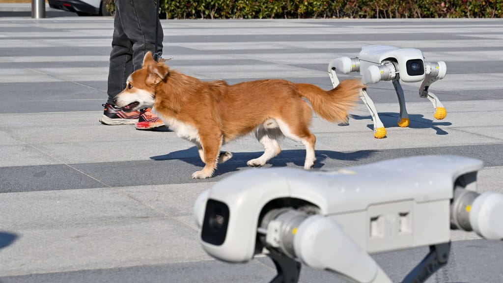 Vier Pfoten aus Stahl: Roboter-Hunde bei WM 2026 im Einsatz - sport - exxpress Nachrichten