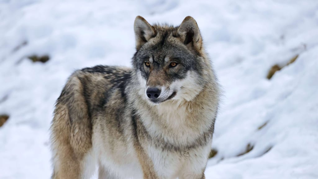 Wolfspanik im Burgenland: 80 Meldungen gehen ein - news - exxpress Nachrichten