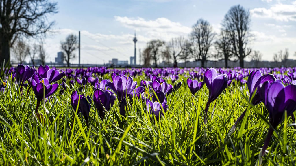 Fast 20 Grad: Österreich steuert auf frühlingshafte Tage zu - news - exxpress Nachrichten