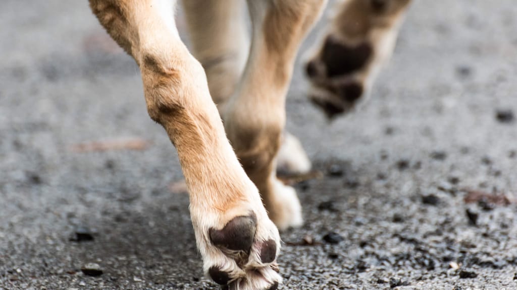 Hunde-Attacke auf Neunjährigen in Graz – Besitzer angezeigt - news - exxpress Nachrichten