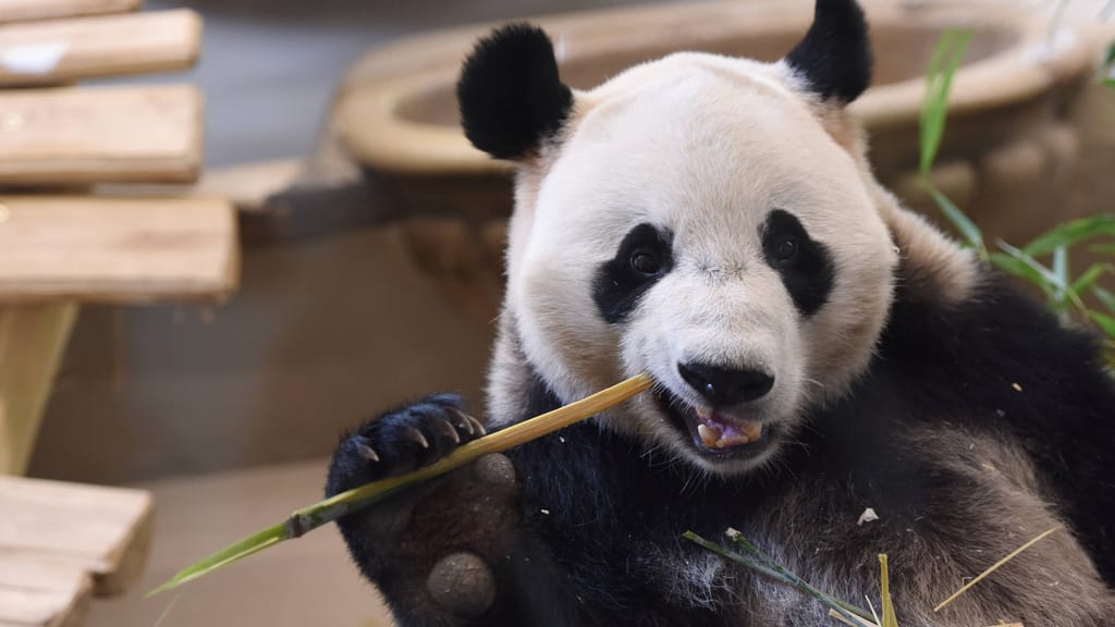 Neue Zählung: So viele Tiere leben im Zoo Schönbrunn - news - exxpress Nachrichten
