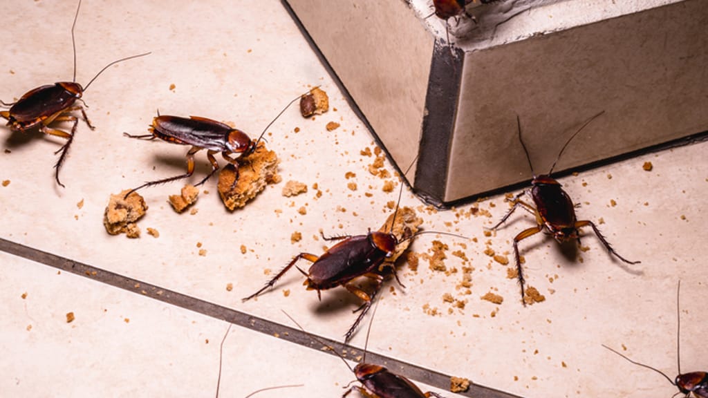 Hygiene-Alarm in Bäckerei: Hier wimmelt es voller Insekten - news - exxpress Nachrichten