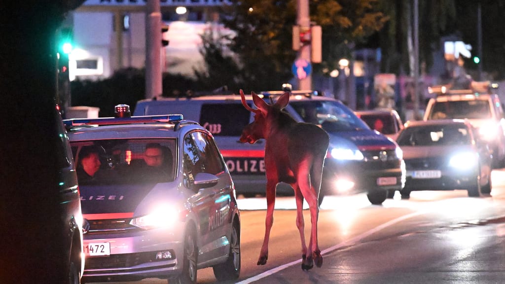 Kult-Elch wieder unterwegs! „Emil“ sorgt erneut für Wirbel - news - exxpress Nachrichten
