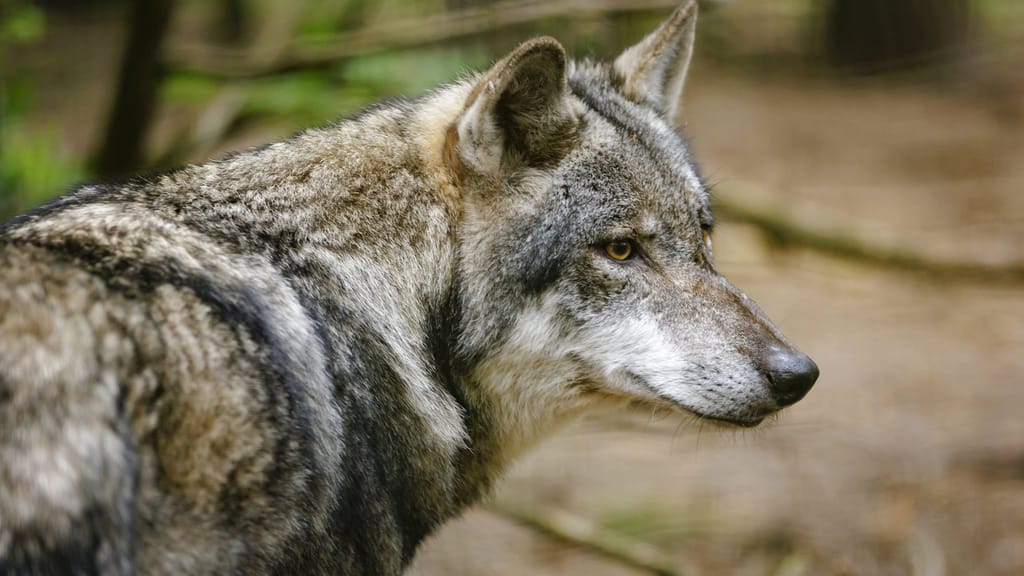 Mitten in der Stadt: Wolf beißt Frau und landet im Wasser - news - exxpress Nachrichten