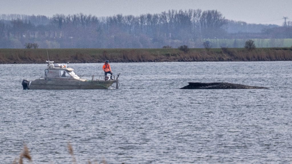 Drama um gestrandeten Wal: Keine Rettungsversuche mehr - news - exxpress Nachrichten
