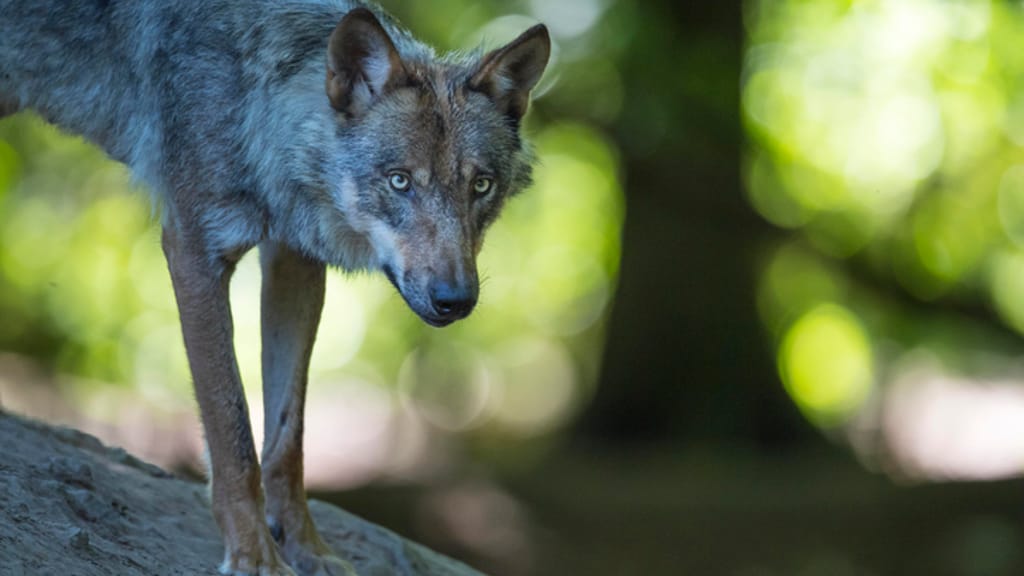 Wolf verletzte Frau in Hamburg – jetzt läuft er wieder frei - news - exxpress Nachrichten