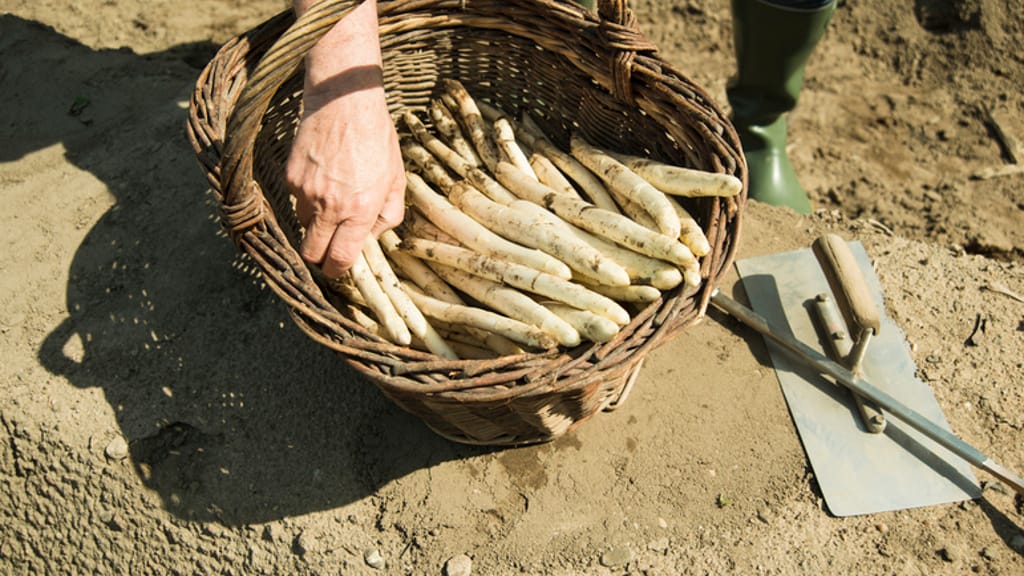 Mindestlohn-Schock: Spargelbauern verlieren Konkurrenzfähigkeit - economy - exxpress Nachrichten