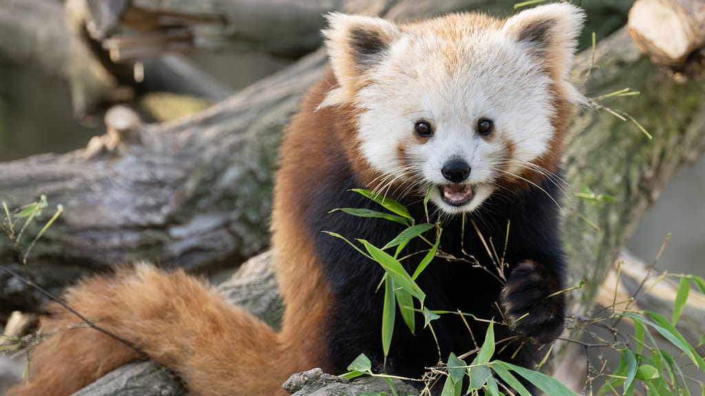 Süßer Neuzugang: Roter Panda erobert Schönbrunn - news - exxpress Nachrichten
