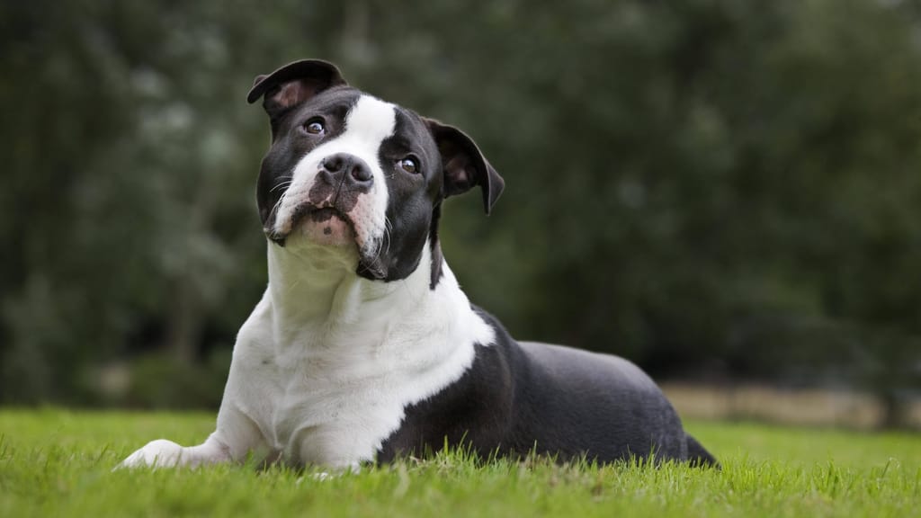 Kurioser Polizeieinsatz in Wien: Mann beißt eigenen Hund - news - exxpress Nachrichten