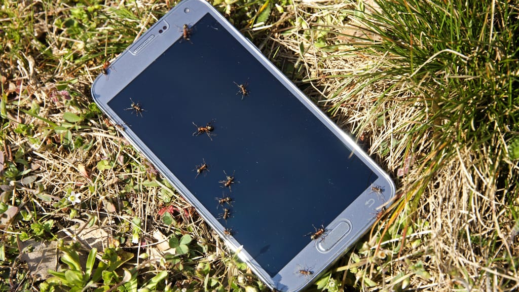 Mini-Ameise, Mega-Gefahr: Invasiver Schädling breitet sich aus - news - exxpress Nachrichten