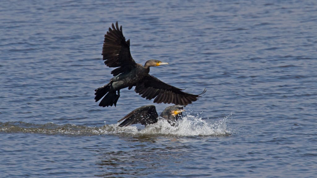 Kormoran-Killer: Drohnentechnologie gegen Vogelplage - news - exxpress Nachrichten