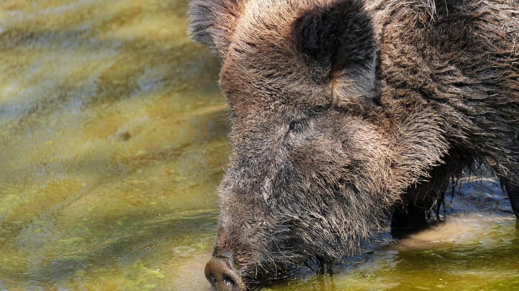 Wildschwein-Plage eskaliert: 3000 Tiere sollen getötet werden - news - exxpress Nachrichten