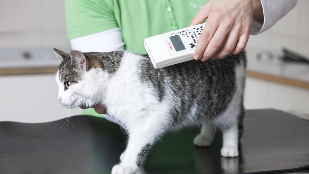 Neues Gesetz für Hunde und Katzen: EU führt Chip-Pflicht ein - politik - exxpress Nachrichten