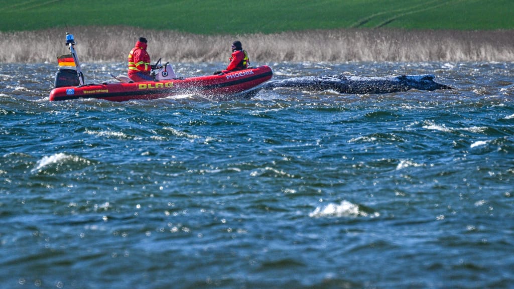 Wal „Timmy" unterwegs – schafft er es in die Nordsee? - news - exxpress Nachrichten