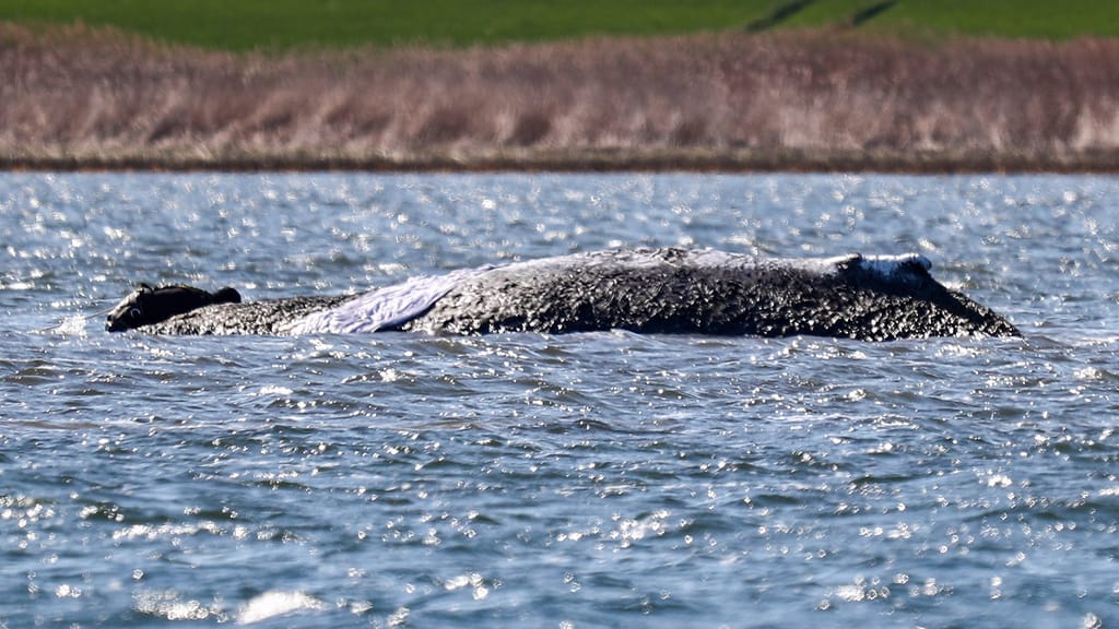 Der Wal ist frei! Buckelwal „Timmy“ in der Nordsee freigesetzt - news - exxpress Nachrichten