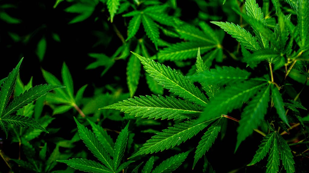 Große US-Studie warnt: So sehr schadet Cannabis dem Teenager-Gehirn - news - exxpress Nachrichten